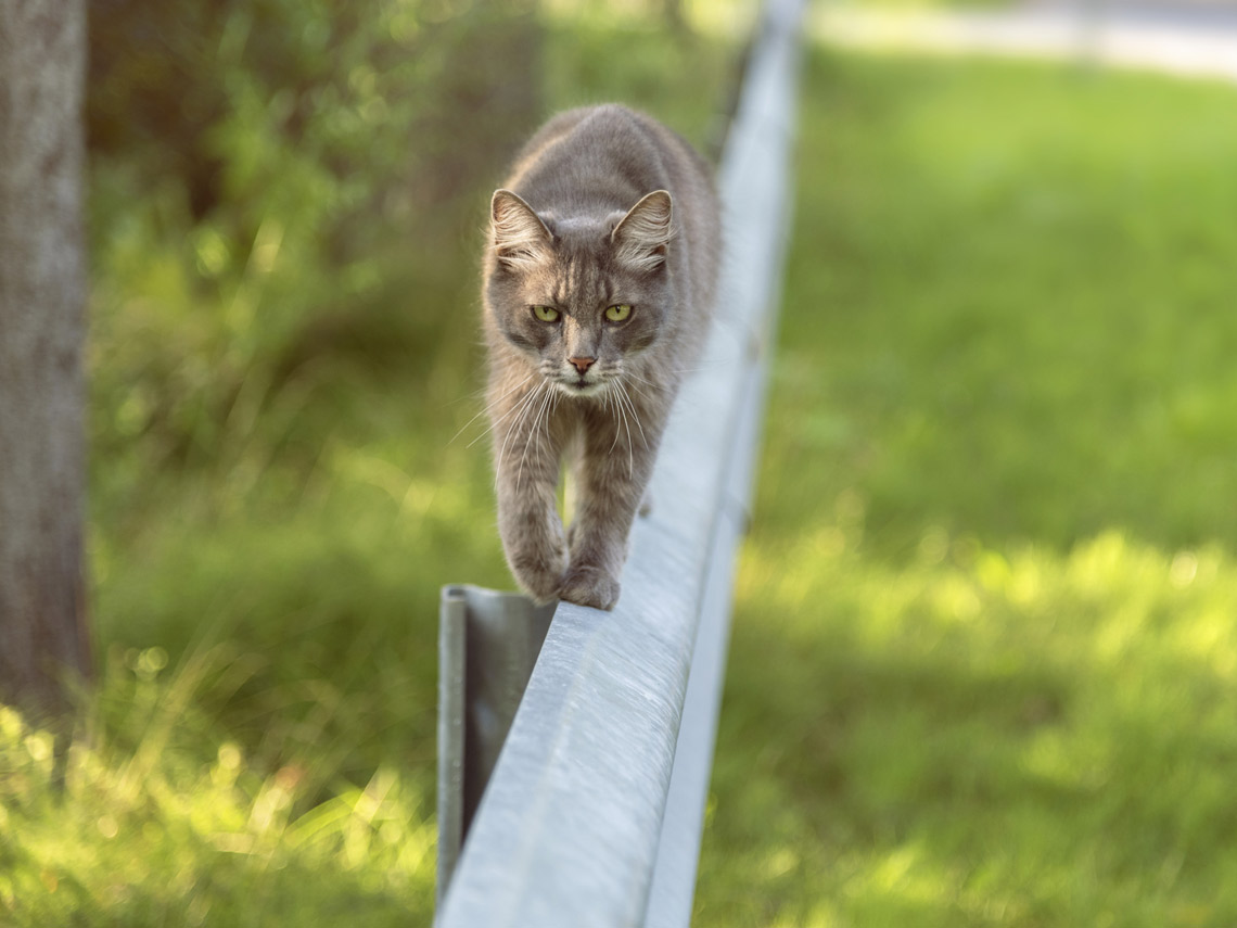 Gato andando por una valla