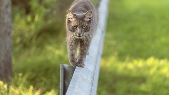 Gato andando por una valla