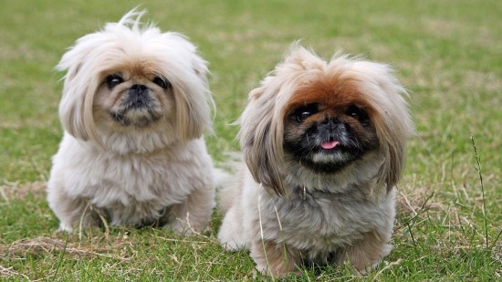 Dos pequineses