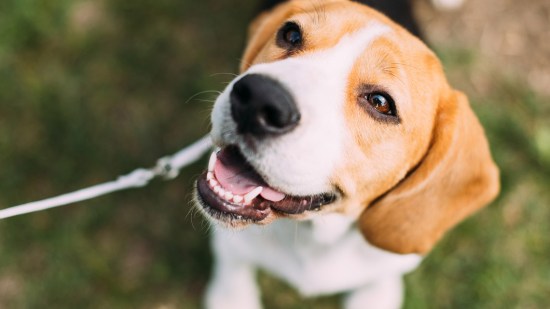 Perro beagle con correa