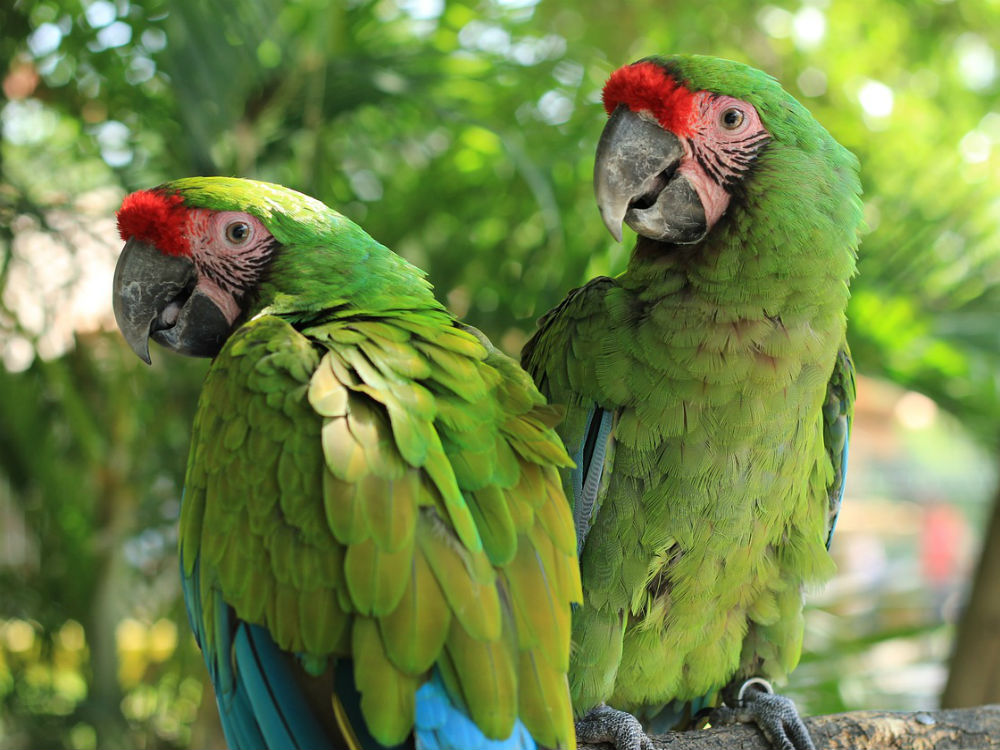 guacamayos verdes