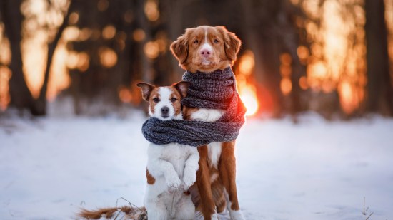 Perros con bufanda en la nieve