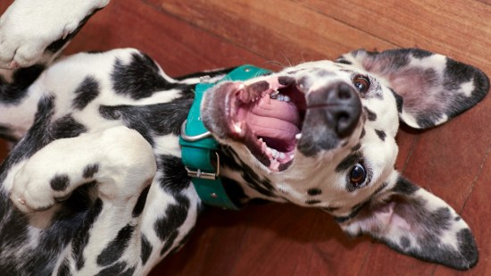 Cachorro de dálmata jugando