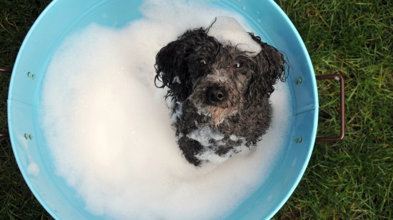 Perrito en una bañera