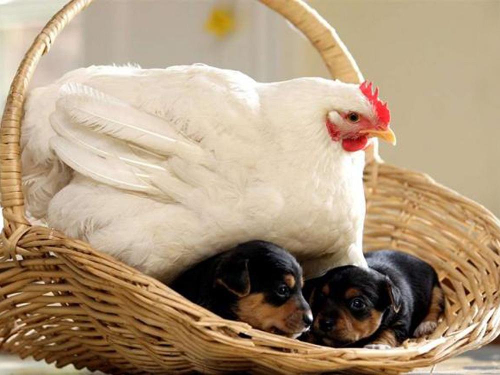 Gallina con cachorros