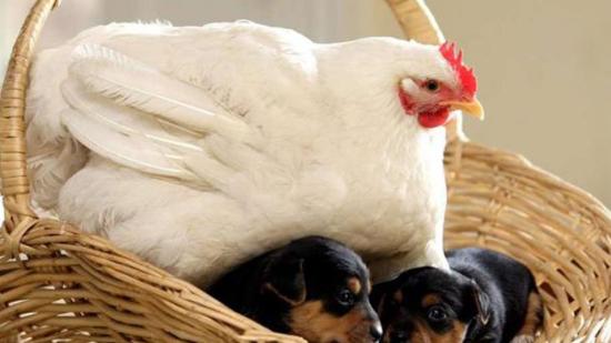 Gallina con cachorros