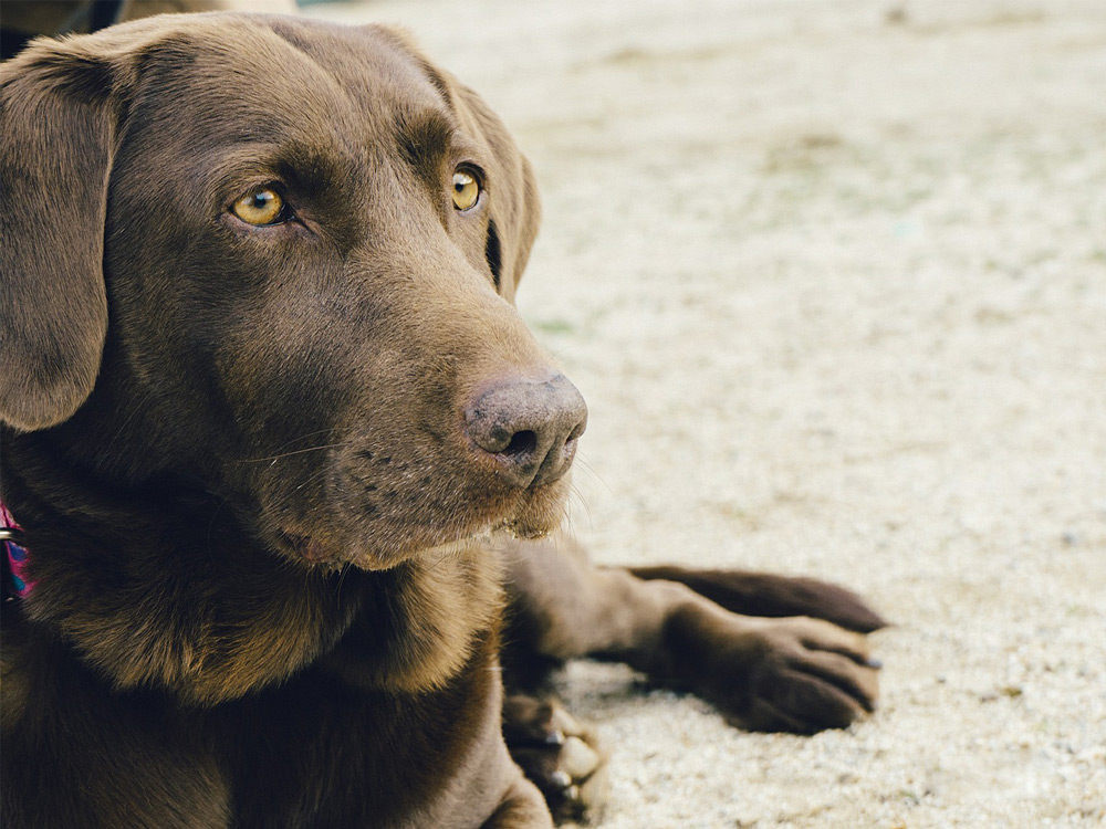 Labrador marrón tumbado