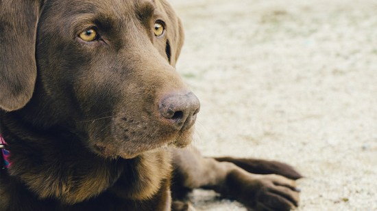 Labrador marrón tumbado