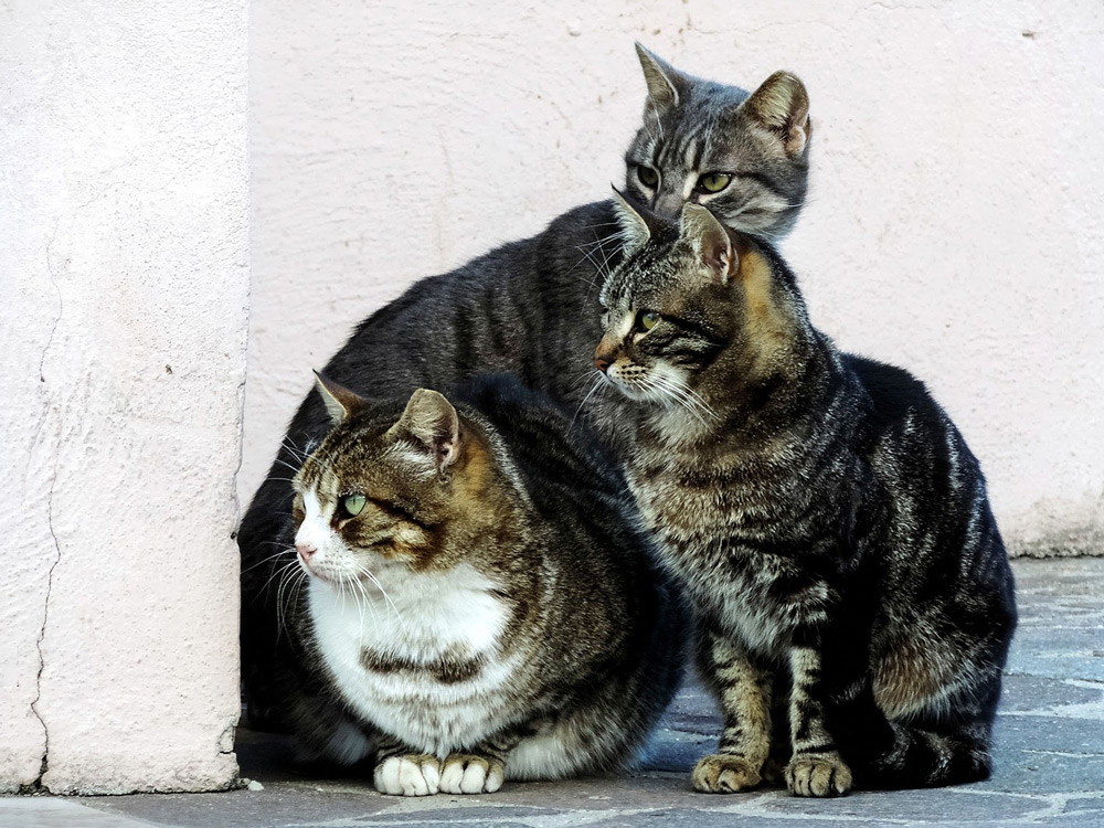 Gatos domésticos