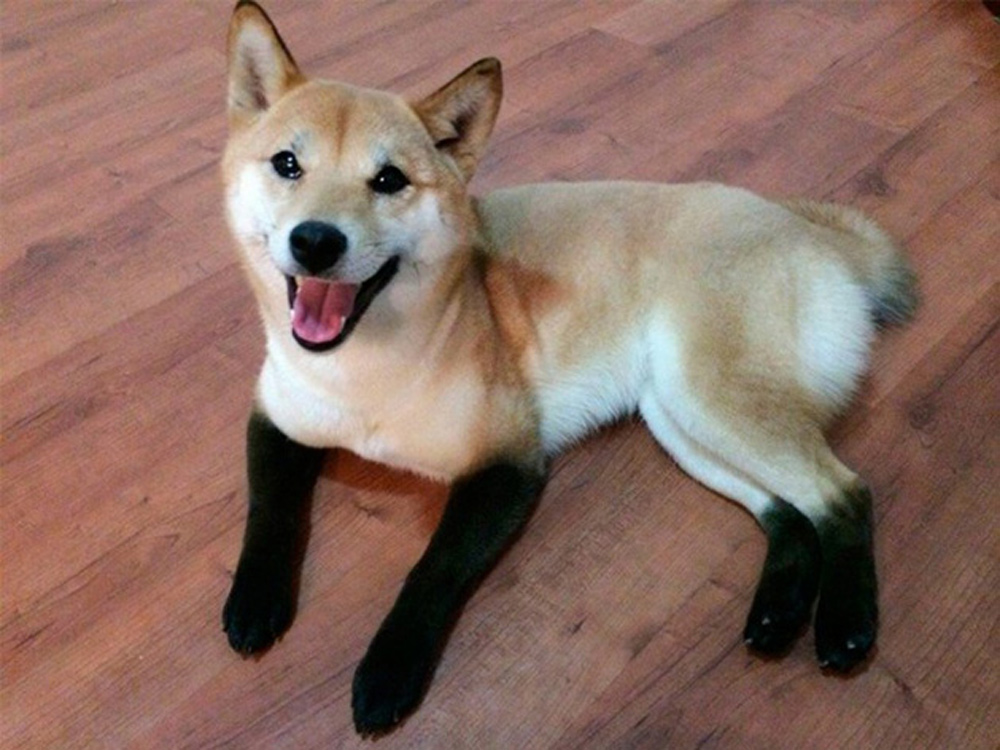 Perro con calcetines