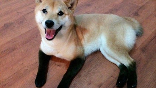 Perro con calcetines