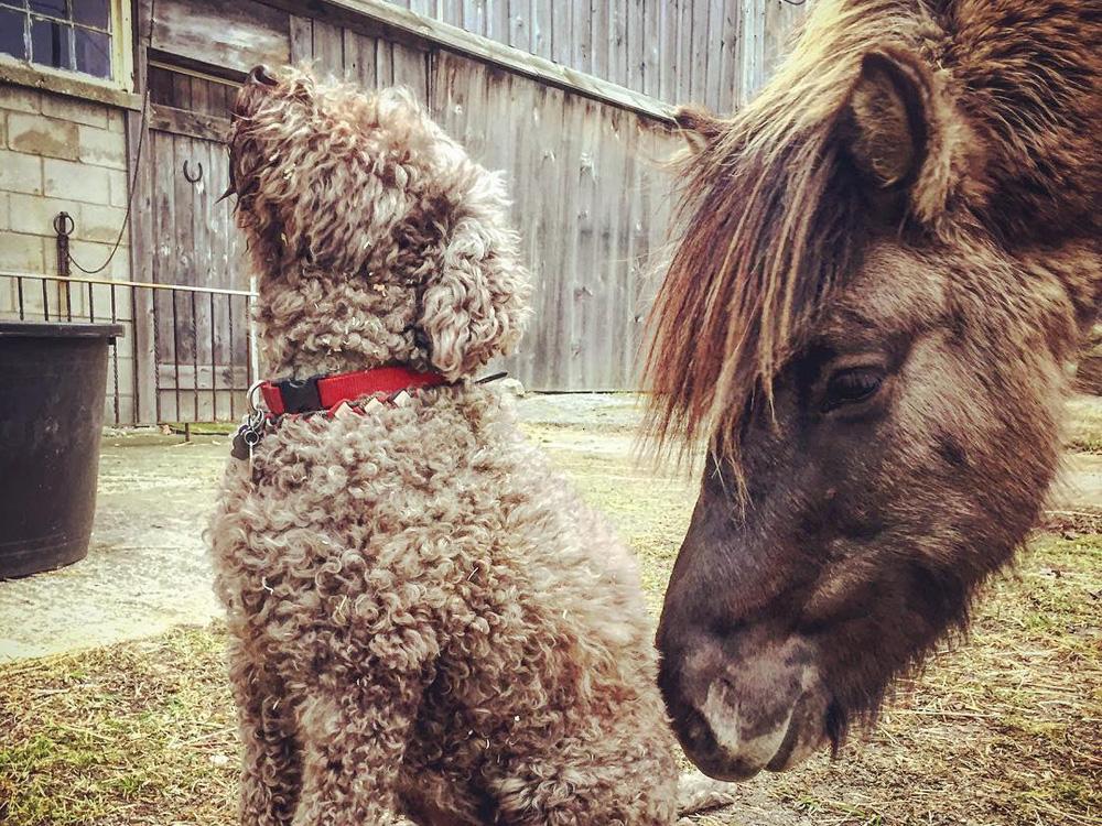 Perro de aguas y caballo