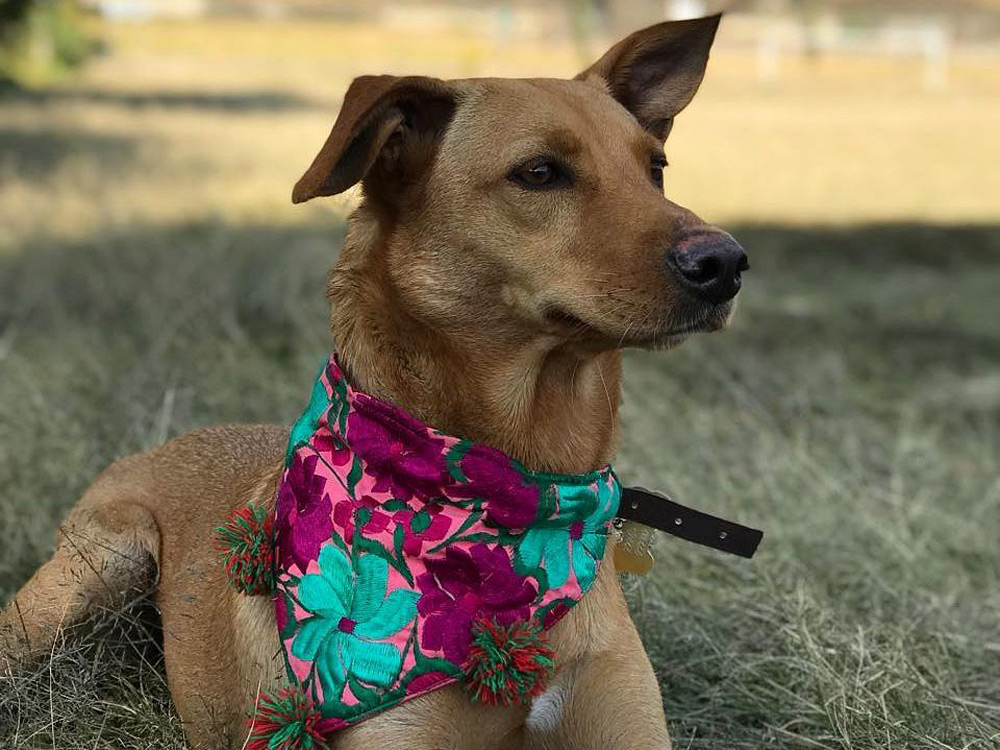 Perro con un pañuelo en el cuello