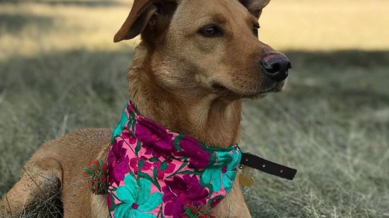 Perro con un pañuelo en el cuello