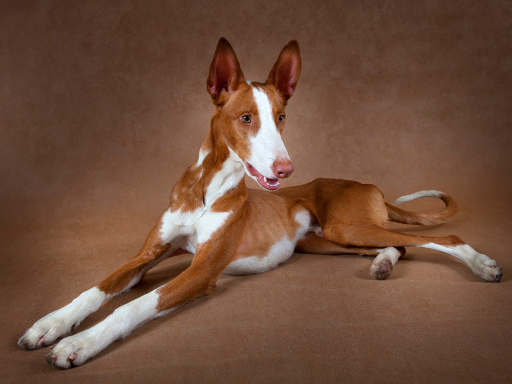 Podenco ibicenco tumbado