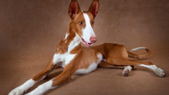 Podenco ibicenco tumbado