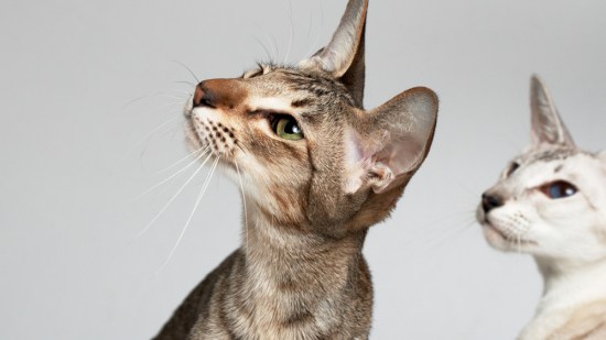 Dos gatos orientales jóvenes