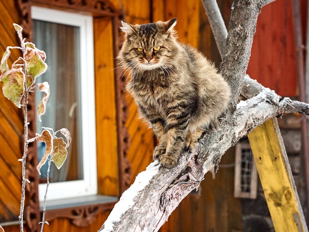 Gato siberiano en un árbol