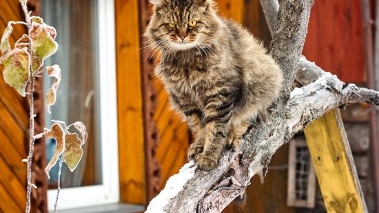 Gato siberiano en un árbol
