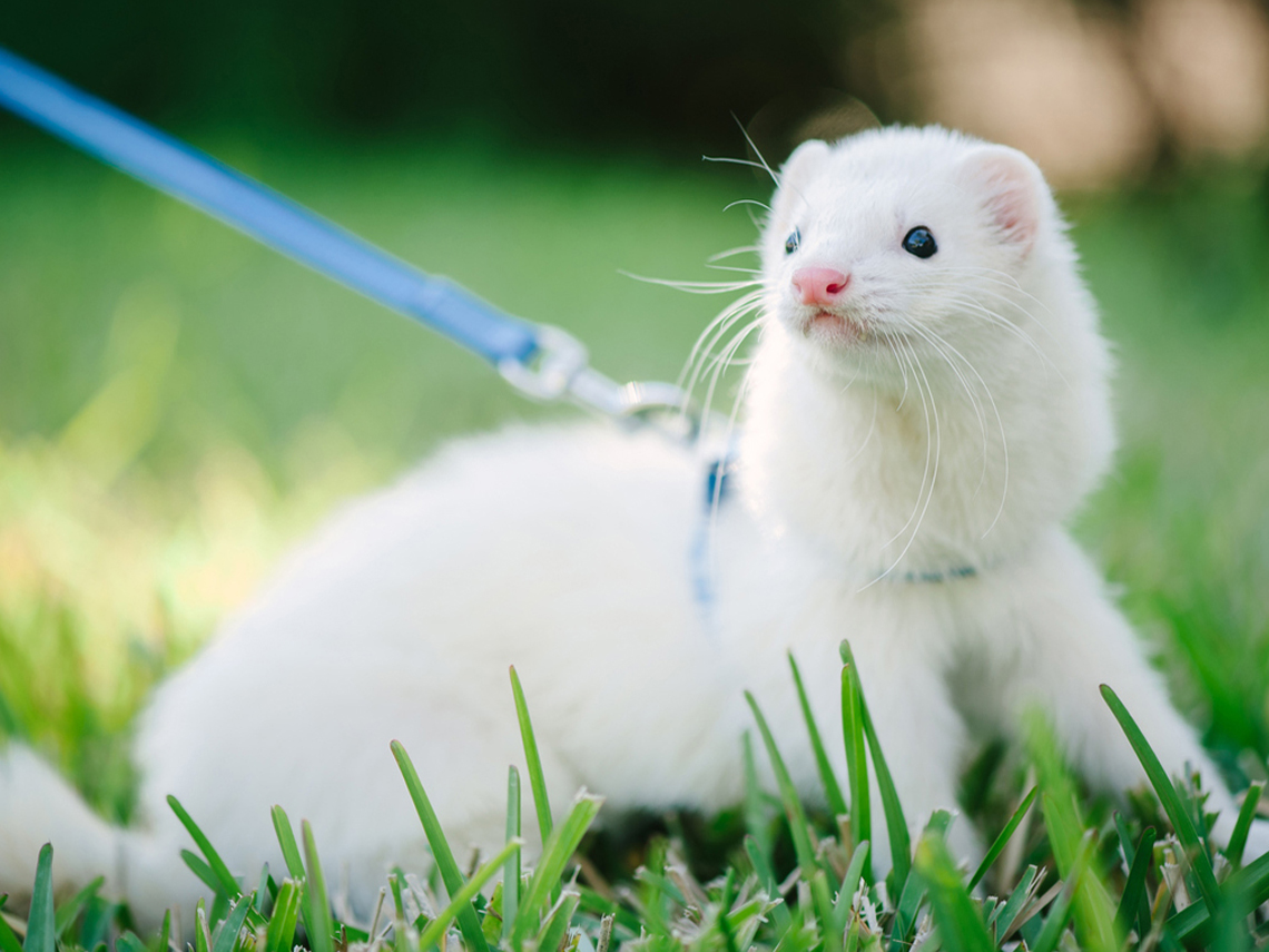 hurón paseando por césped