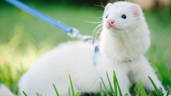 hurón paseando por césped