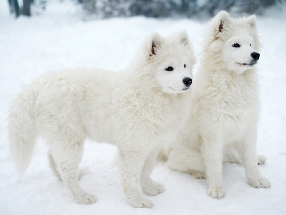 Perros samoyedos en la nieve