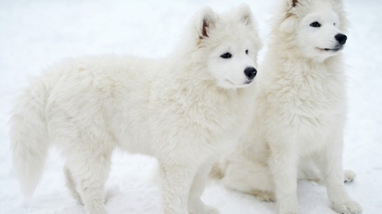 Perros samoyedos en la nieve