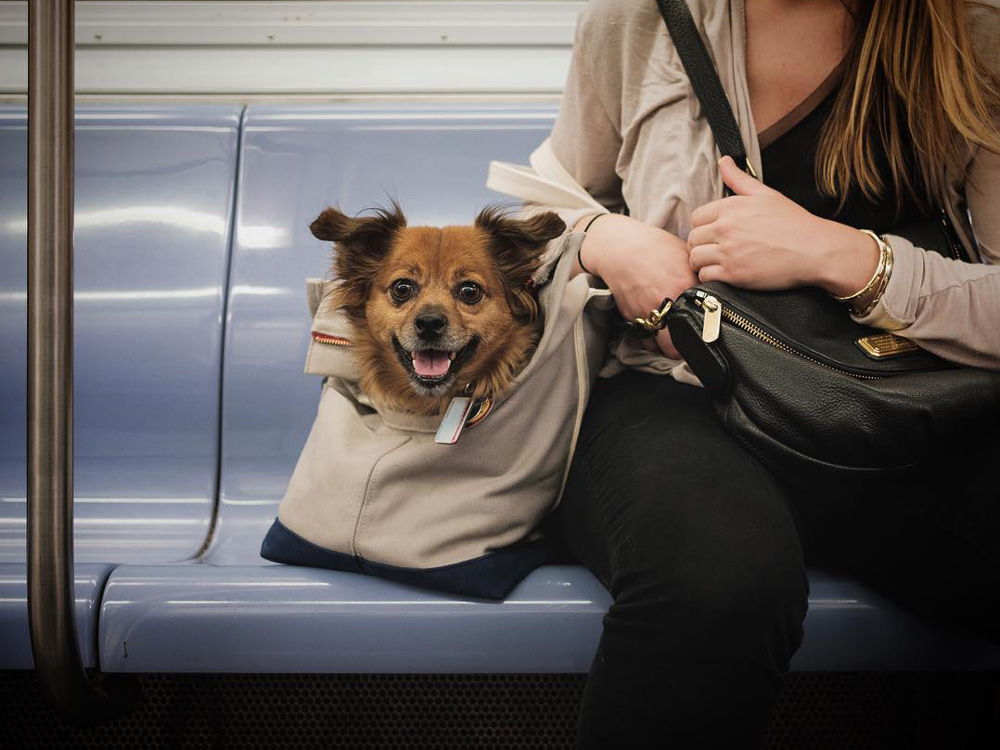 Perrito en un bolso en el metro