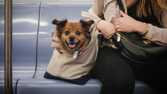 Perrito en un bolso en el metro