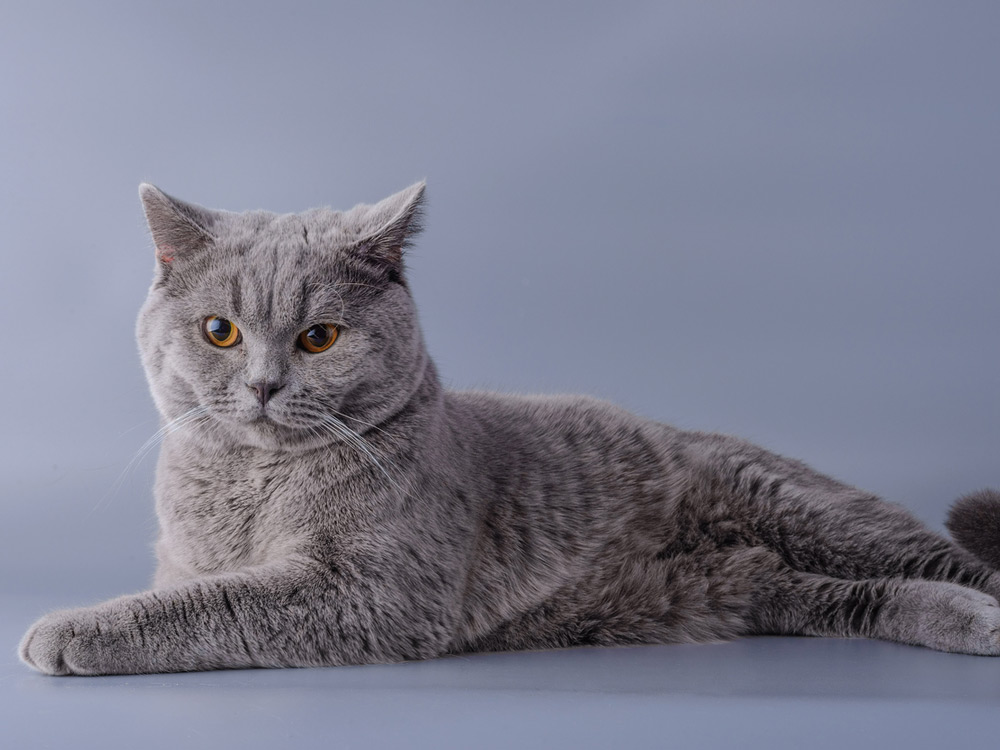 Gato british