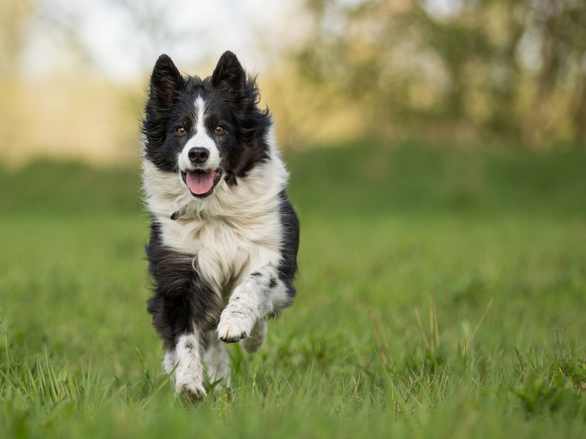Perro border collie corriendo