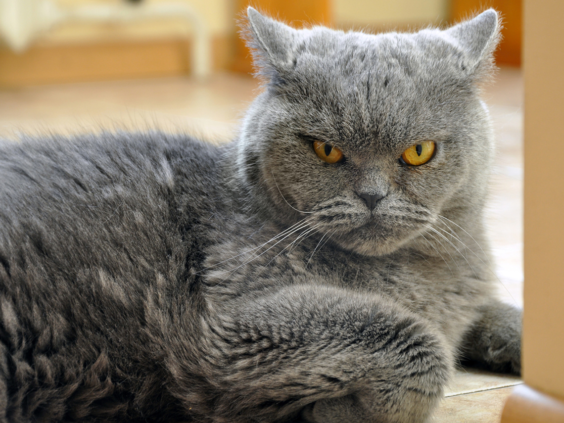 Gato gris enfadado