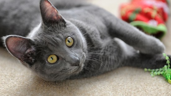 Gato korat tumbado y jugando.
