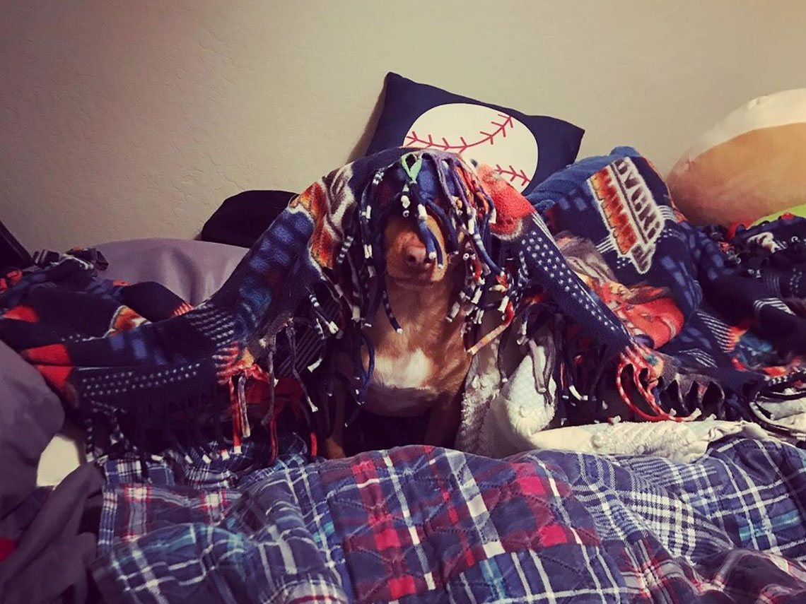Perro escondiéndose con mantas