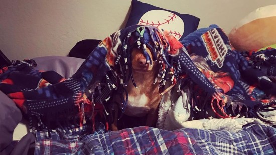 Perro escondiéndose con mantas