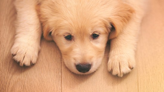 Perrito cachorro tumbado en el suelo.