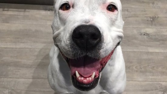 Pitbull sonriente