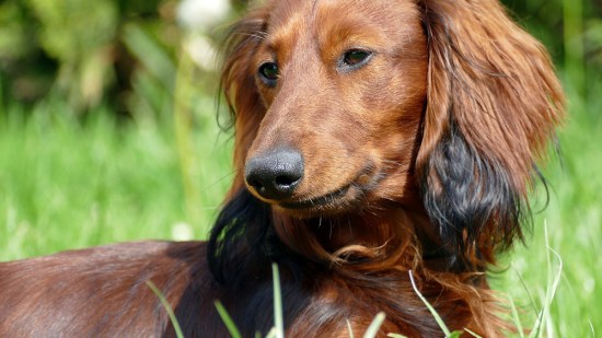Teckel marrón de pelo largo
