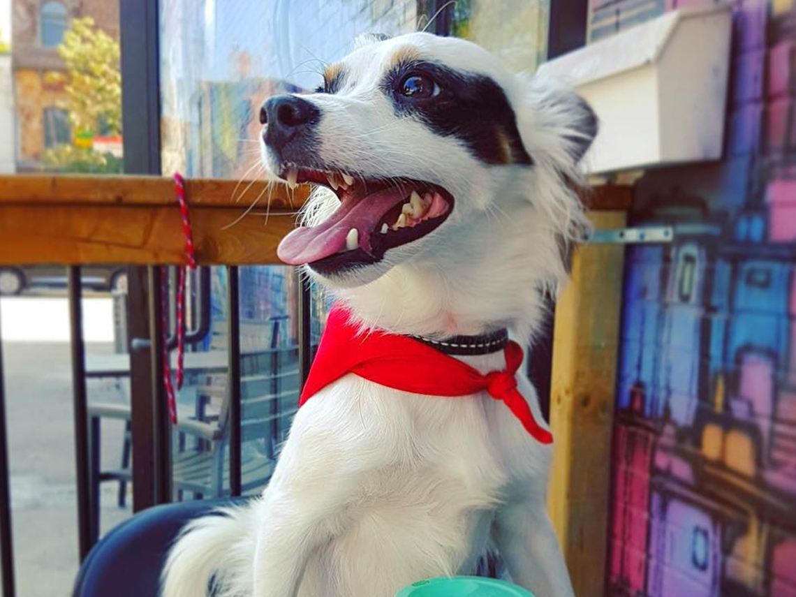 Perrito blanco con manchas negras muy feliz