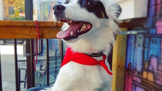 Perrito blanco con manchas negras muy feliz
