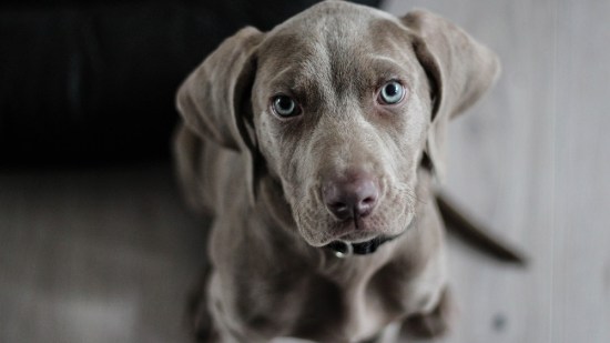 Cachorro de weimaraner sentado