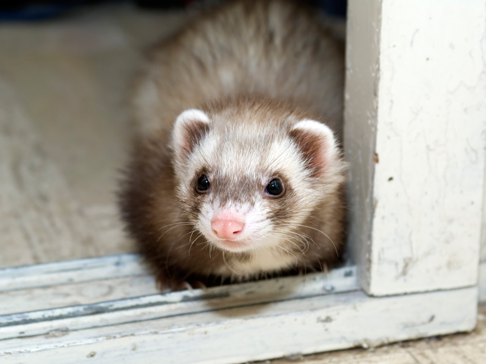 Hurón asomado