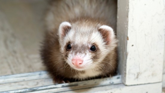 Hurón asomado
