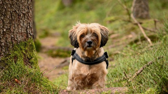 Terrier tibetano en la naturaleza