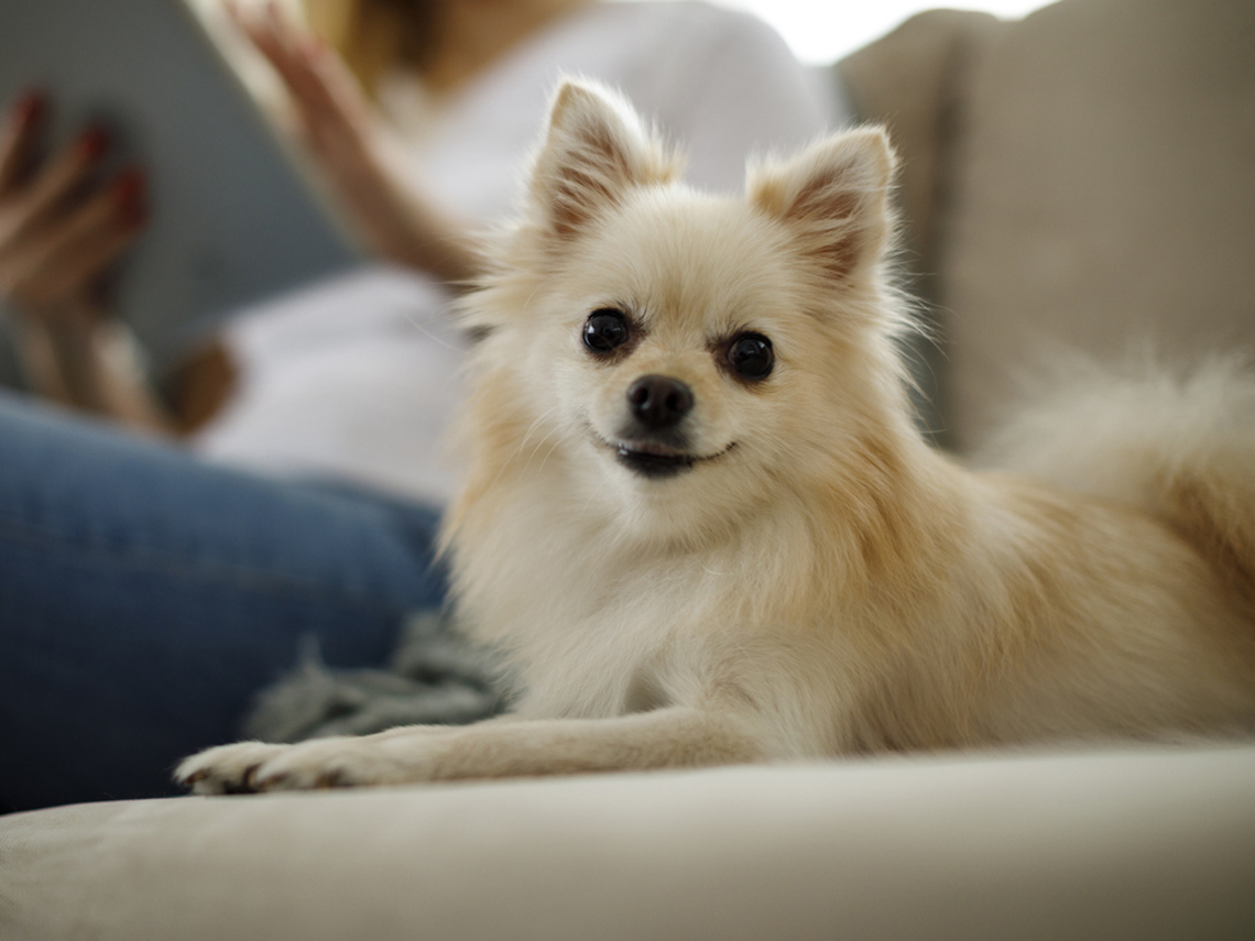 Perro de raza pomerania tumbado en el sofá