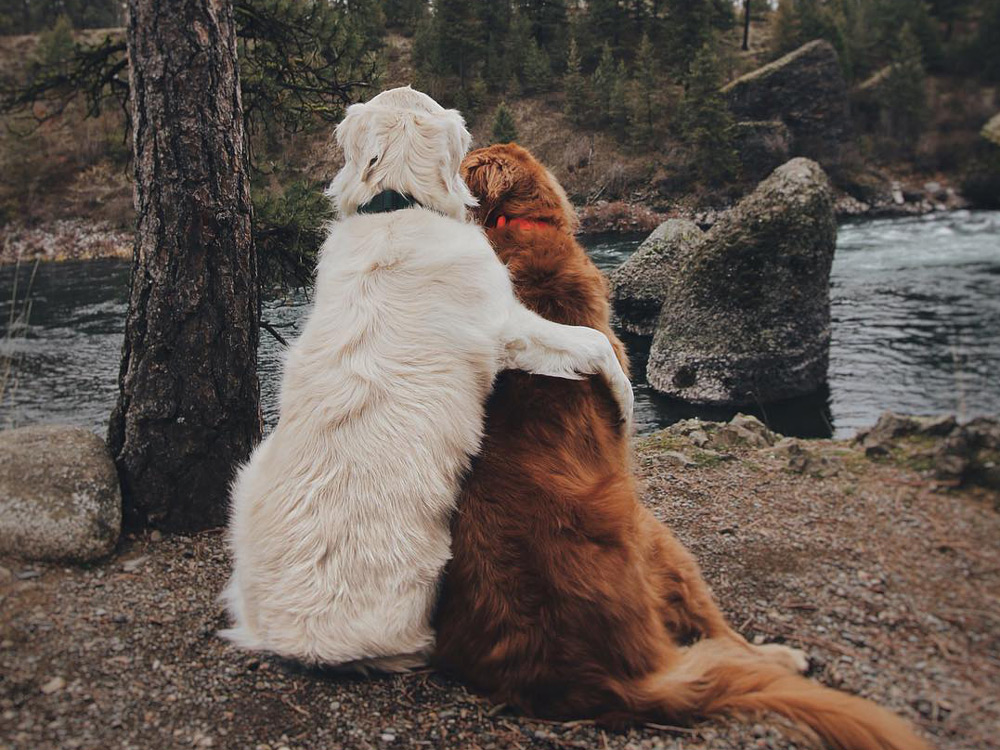 Dos golden abrazados