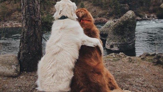 Dos golden abrazados