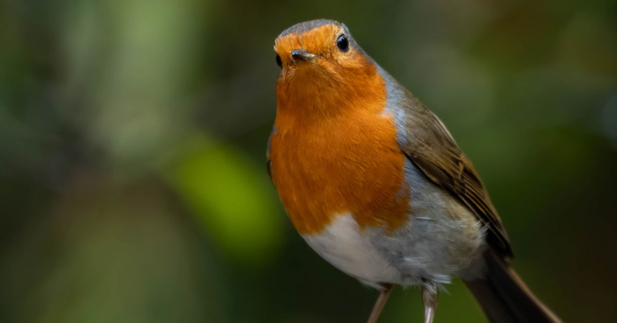 Si fueras un ave, ¿cuál serías?