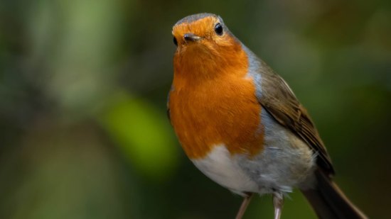 Si fueras un ave, ¿cuál serías?