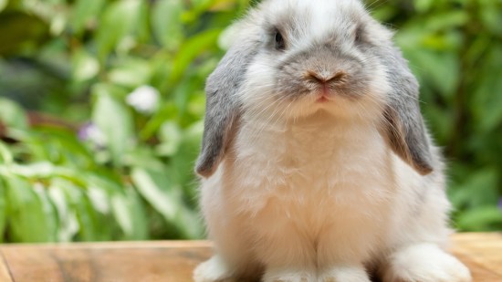 Conejo belier blanco y gris